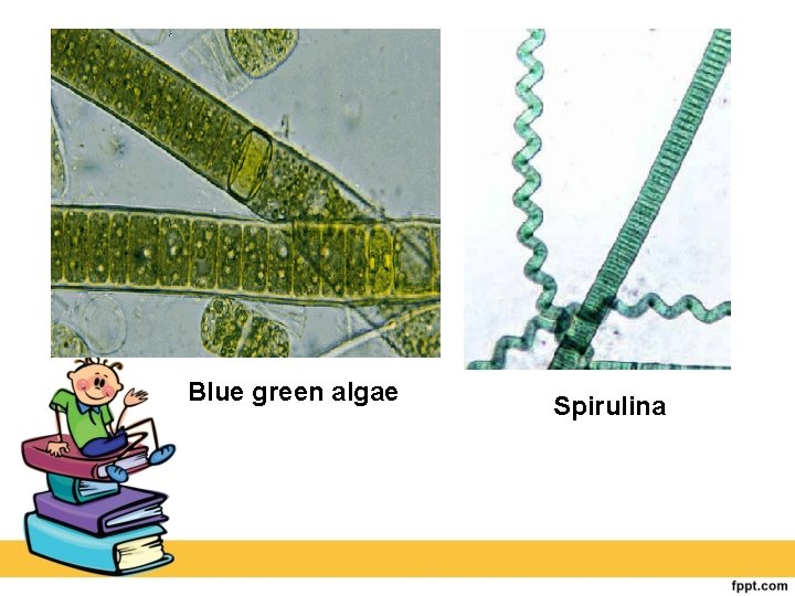 Blue green algae Spirulina 