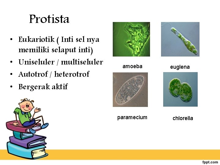 Protista • Eukariotik ( Inti sel nya memiliki selaput inti) • Uniseluler / multiseluler