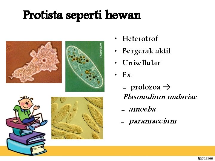 Protista seperti hewan • • Heterotrof Bergerak aktif Unisellular Ex: - protozoa Plasmodium malariae