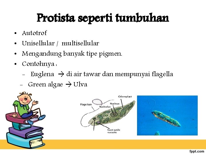 Protista seperti tumbuhan • • Autotrof Unisellular / multisellular Mengandung banyak tipe pigmen. Contohnya