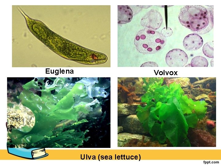 Euglena Volvox Ulva (sea lettuce) 