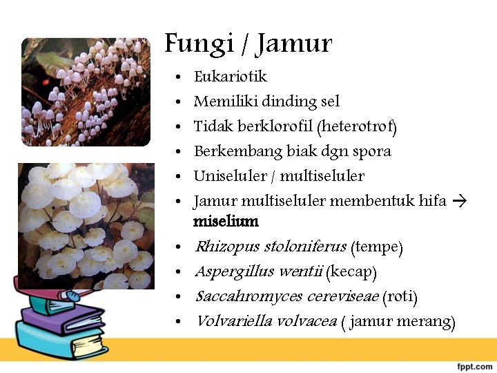 Fungi / Jamur • • • Eukariotik Memiliki dinding sel Tidak berklorofil (heterotrof) Berkembang