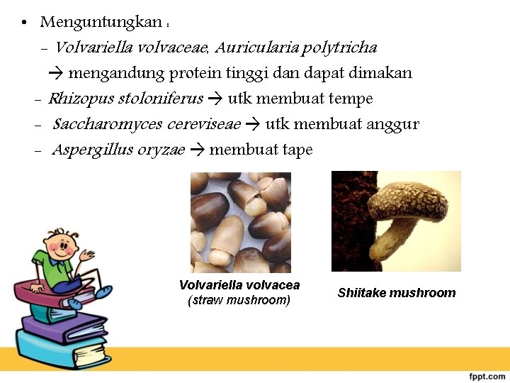  • Menguntungkan : - Volvariella volvaceae, Auricularia polytricha mengandung protein tinggi dan dapat