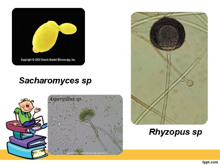 Sacharomyces sp Rhyzopus sp 