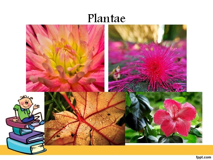 Plantae 