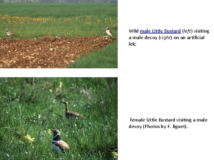 Wild male Little Bustard (left) visiting a male decoy (right) on an artificial lek;