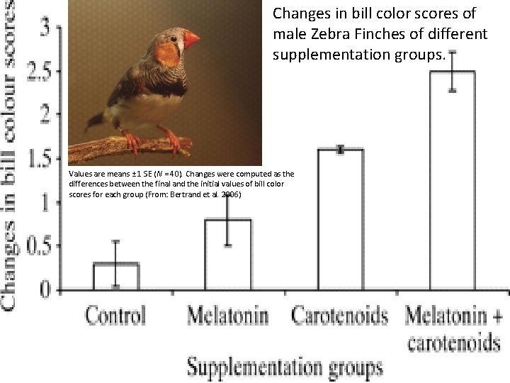Changes in bill color scores of male Zebra Finches of different supplementation groups. Values