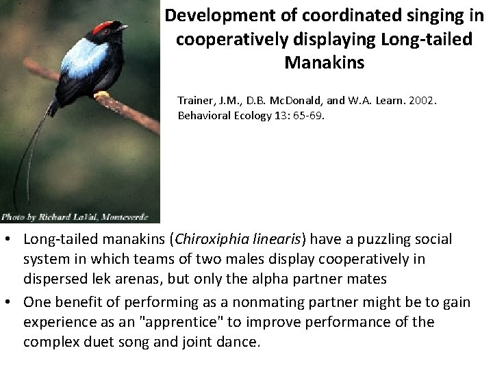 Development of coordinated singing in cooperatively displaying Long-tailed Manakins Trainer, J. M. , D.