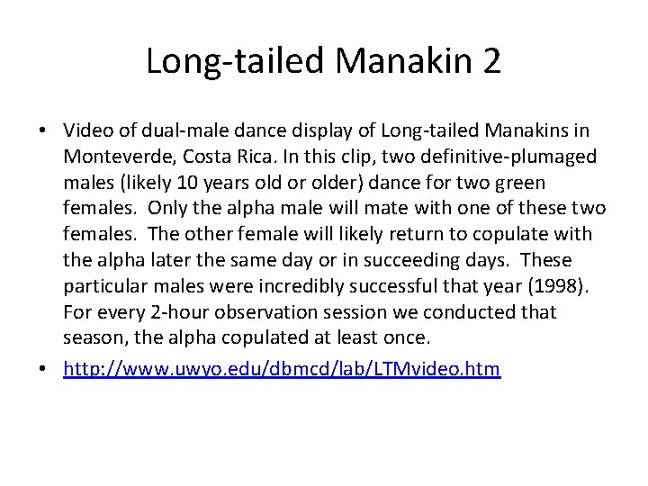 Long-tailed Manakin 2 • Video of dual-male dance display of Long-tailed Manakins in Monteverde,