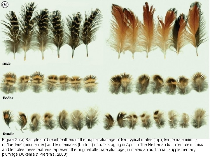 Figure 2: (b) Samples of breast feathers of the nuptial plumage of two typical