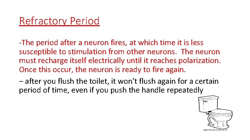 Refractory Period -The period after a neuron fires, at which time it is less