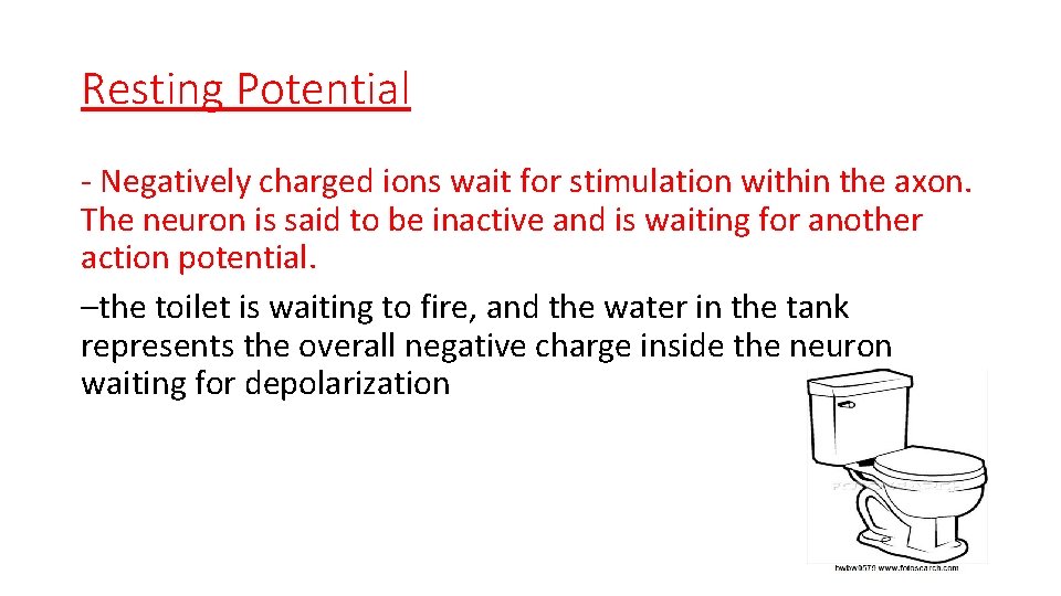 Resting Potential - Negatively charged ions wait for stimulation within the axon. The neuron