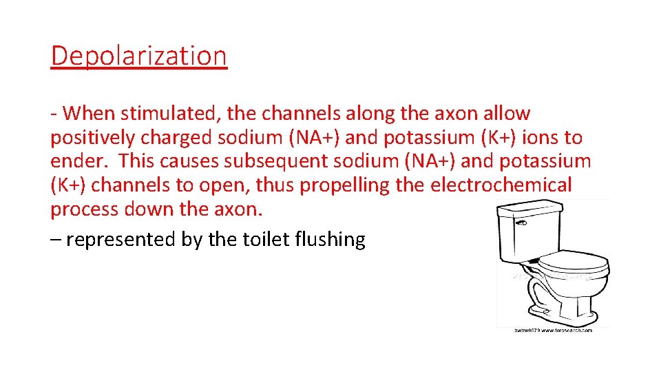 Depolarization - When stimulated, the channels along the axon allow positively charged sodium (NA+)