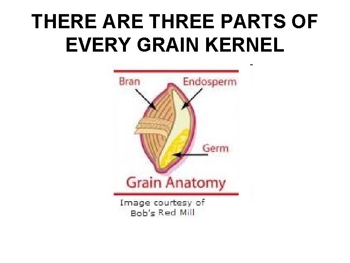 THERE ARE THREE PARTS OF EVERY GRAIN KERNEL 