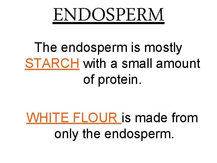 ENDOSPERM The endosperm is mostly STARCH with a small amount of protein. WHITE FLOUR