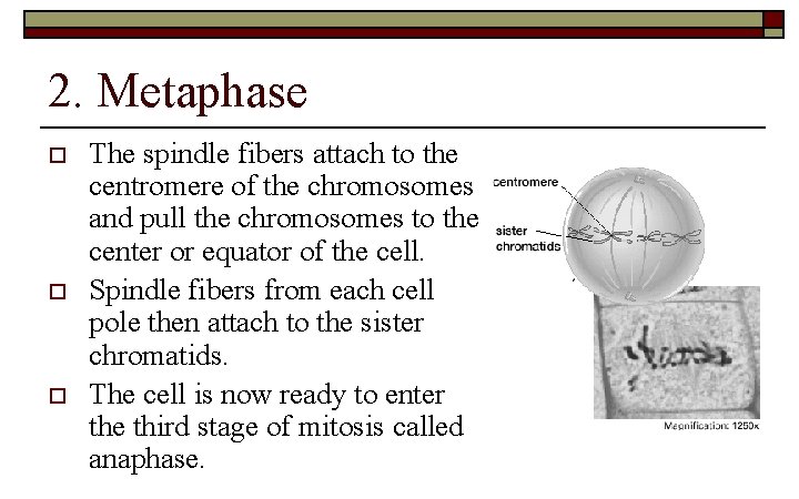 2. Metaphase o o o The spindle fibers attach to the centromere of the