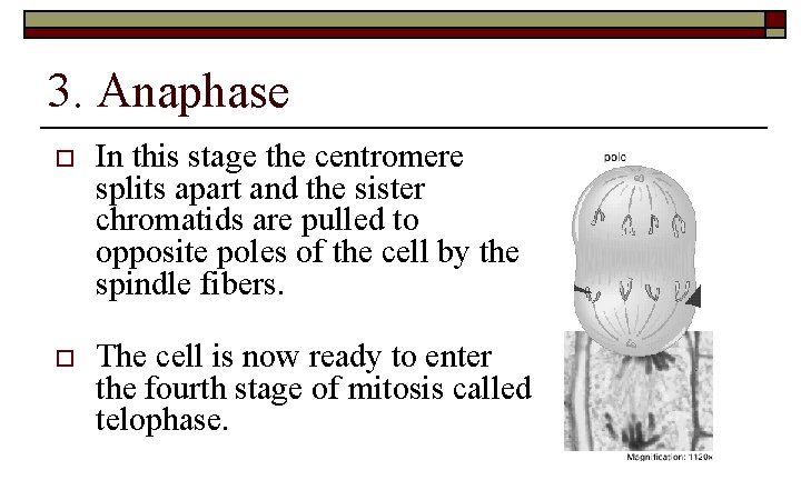 3. Anaphase o In this stage the centromere splits apart and the sister chromatids