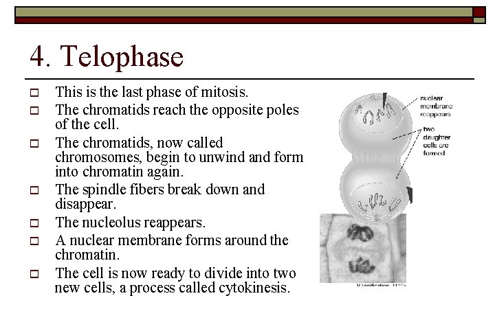 4. Telophase o o o o This is the last phase of mitosis. The