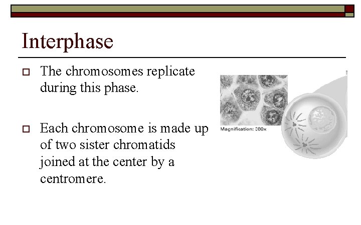 Interphase o The chromosomes replicate during this phase. o Each chromosome is made up