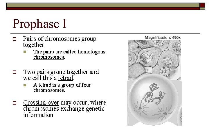 Prophase I o Pairs of chromosomes group together. n o Two pairs group together