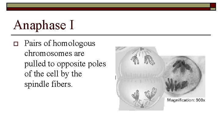 Anaphase I o Pairs of homologous chromosomes are pulled to opposite poles of the
