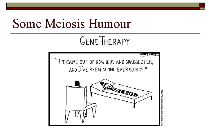 Some Meiosis Humour 