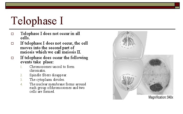 Telophase I o o o Telophase I does not occur in all cells. If