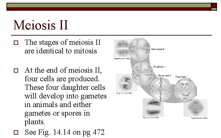Meiosis II o o o The stages of meiosis II are identical to mitosis