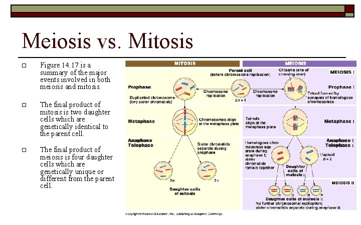 Meiosis vs. Mitosis o Figure 14. 17 is a summary of the major events