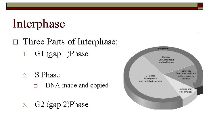 Interphase o Three Parts of Interphase: 1. G 1 (gap 1)Phase 2. S Phase