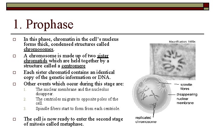 1. Prophase o o In this phase, chromatin in the cell’s nucleus forms thick,