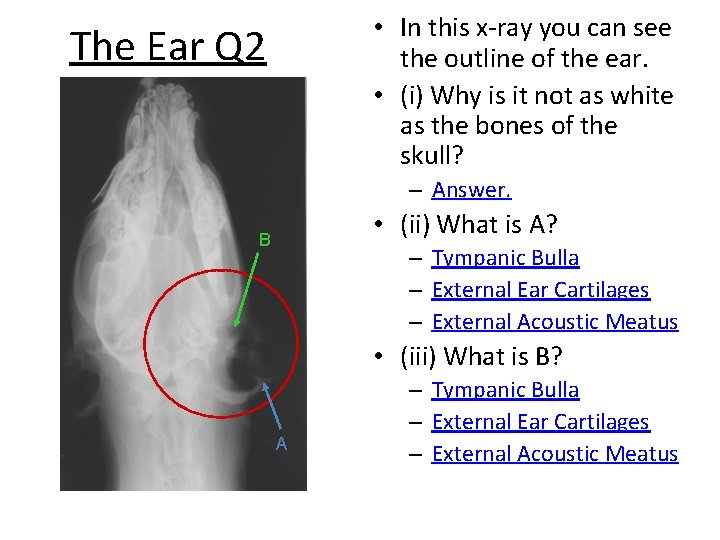  • In this x-ray you can see the outline of the ear. •