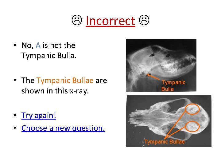  Incorrect • No, A is not the Tympanic Bulla. • The Tympanic Bullae