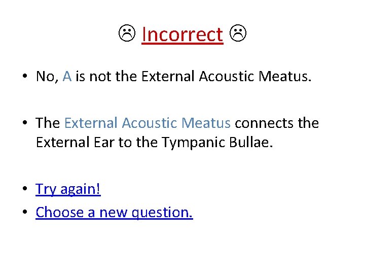  Incorrect • No, A is not the External Acoustic Meatus. • The External