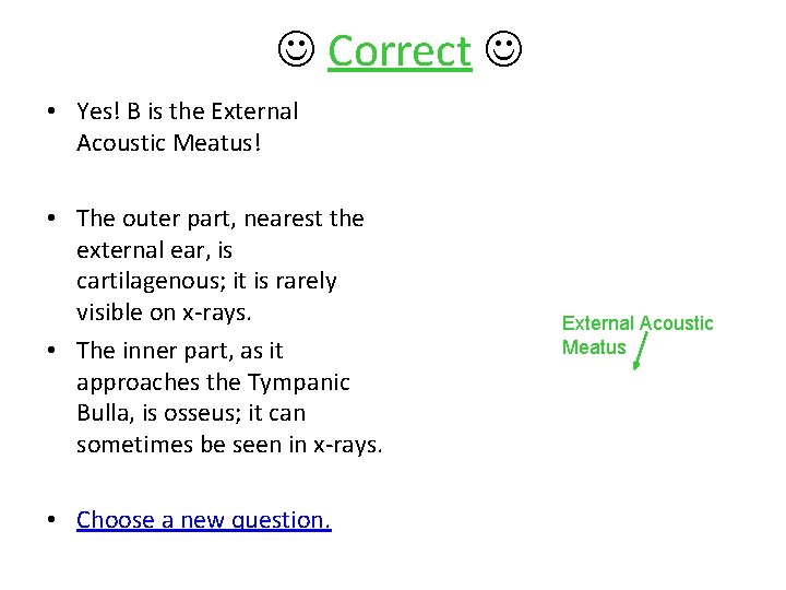  Correct • Yes! B is the External Acoustic Meatus! • The outer part,