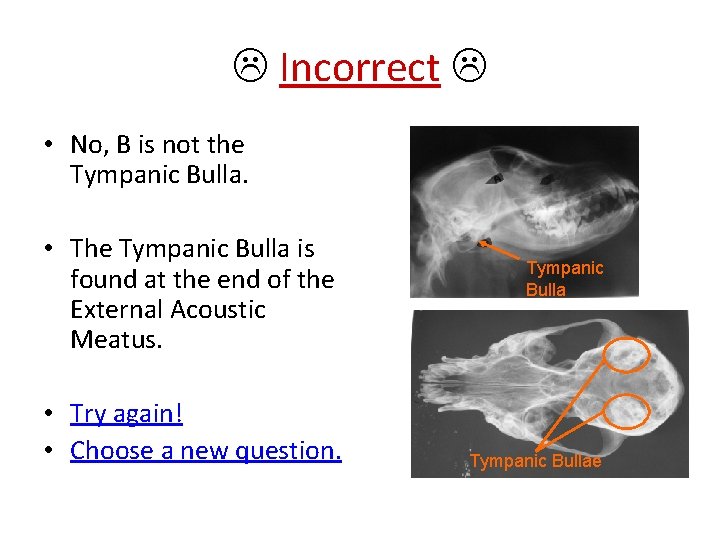  Incorrect • No, B is not the Tympanic Bulla. • The Tympanic Bulla