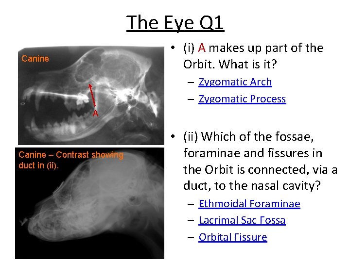 The Eye Q 1 • (i) A makes up part of the Orbit. What