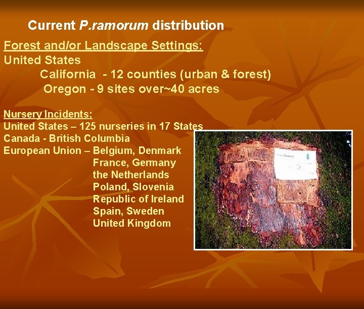Current P. ramorum distribution Forest and/or Landscape Settings: United States California - 12 counties