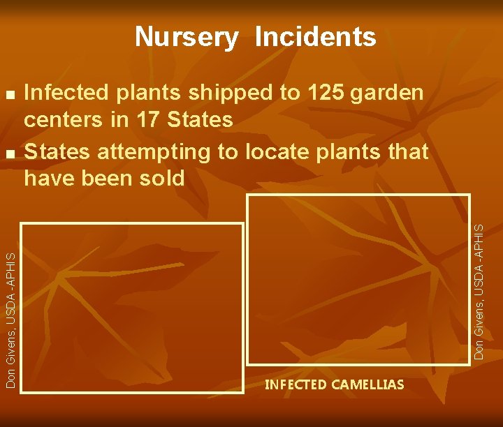 Nursery Incidents Don Givens, USDA -APHIS n Infected plants shipped to 125 garden centers