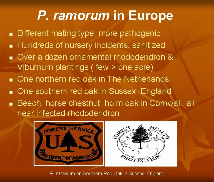 P. ramorum in Europe n n n Different mating type; more pathogenic Hundreds of