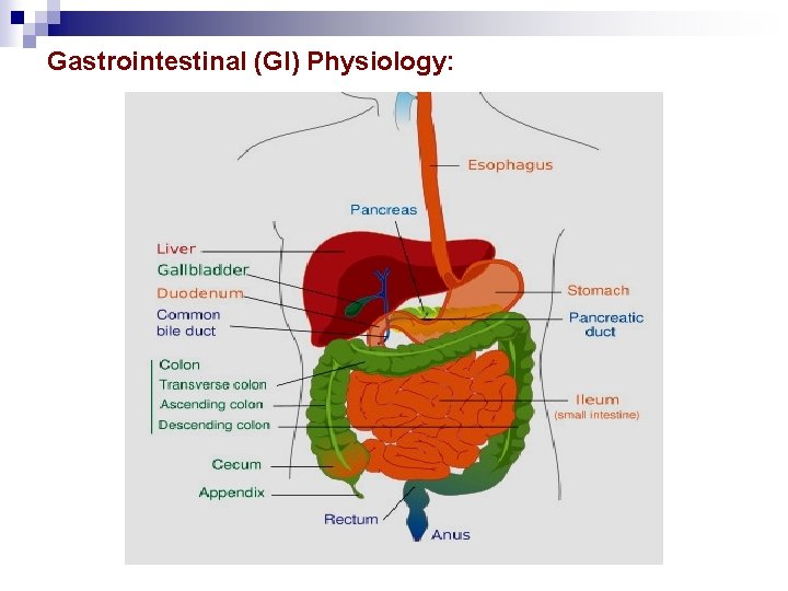 Gastrointestinal (GI) Physiology: 