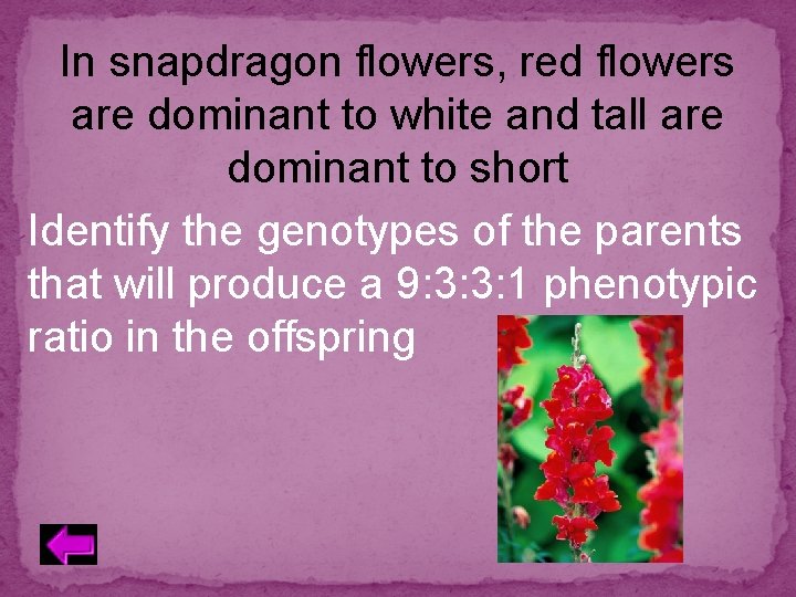 In snapdragon flowers, red flowers are dominant to white and tall are dominant to