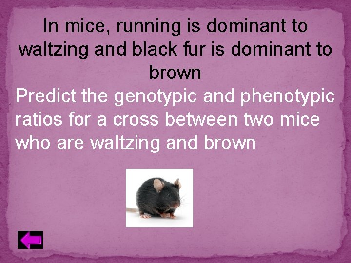 In mice, running is dominant to waltzing and black fur is dominant to brown