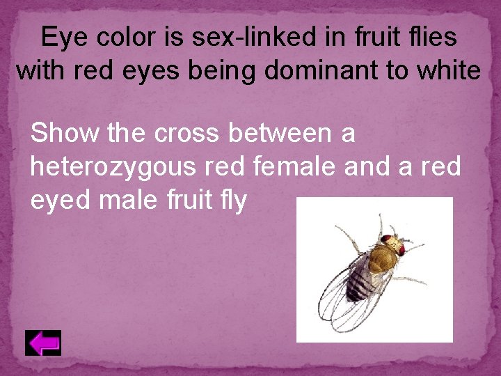 Eye color is sex-linked in fruit flies with red eyes being dominant to white