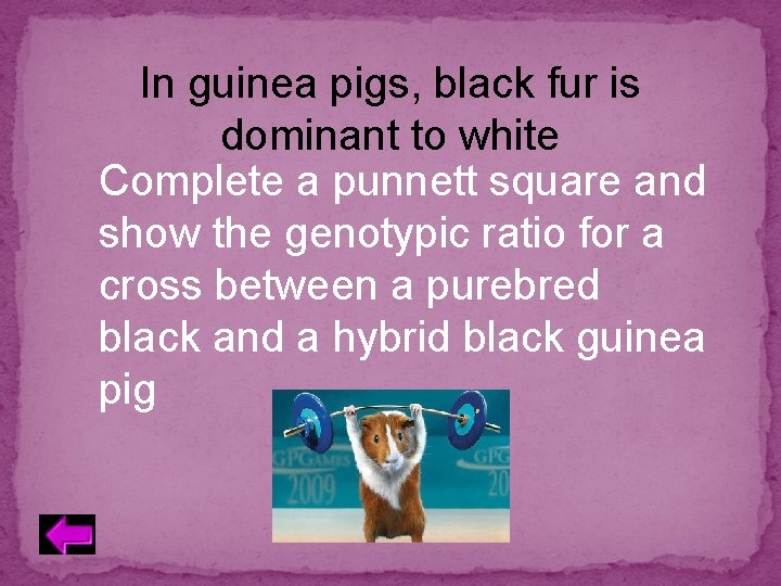 In guinea pigs, black fur is dominant to white Complete a punnett square and