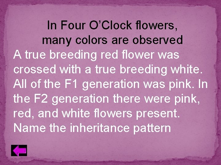 In Four O’Clock flowers, many colors are observed A true breeding red flower was