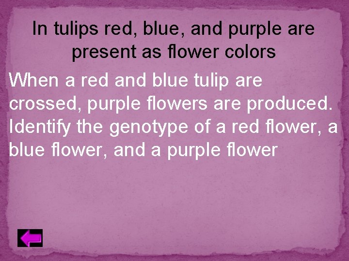 In tulips red, blue, and purple are present as flower colors When a red