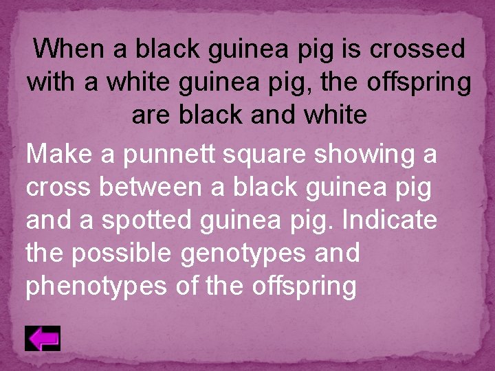 When a black guinea pig is crossed with a white guinea pig, the offspring