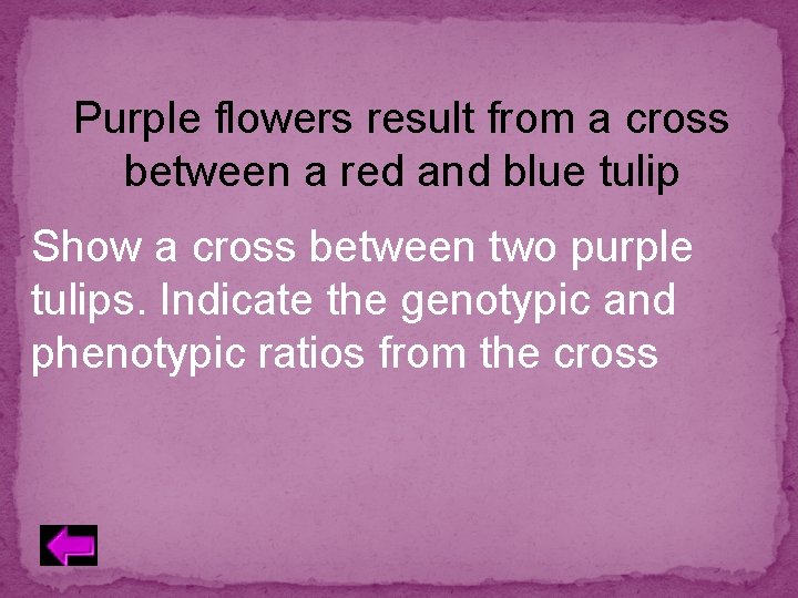 Purple flowers result from a cross between a red and blue tulip Show a
