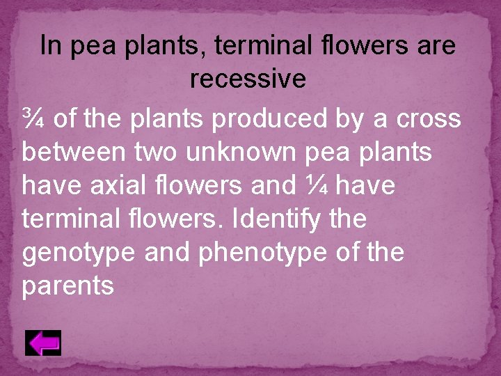 In pea plants, terminal flowers are recessive ¾ of the plants produced by a